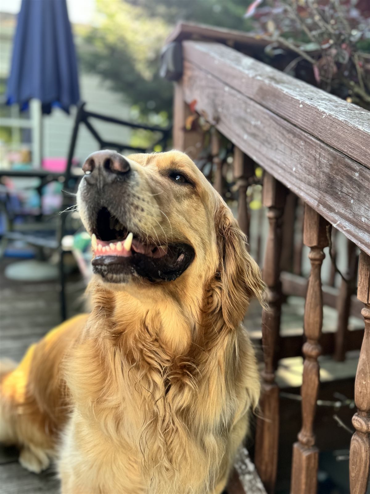 A golden retriever smiling on the porch in warm light