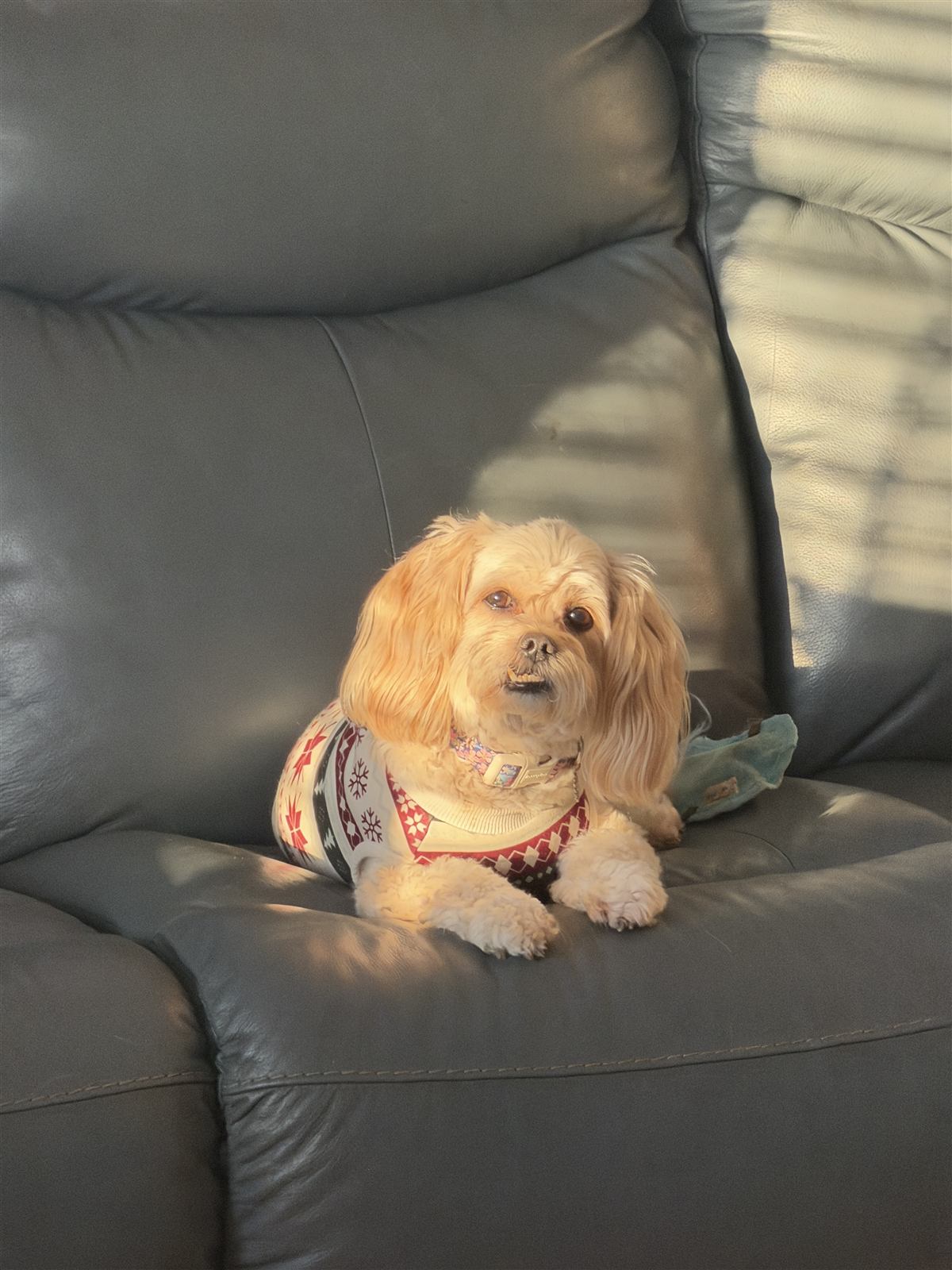 A small dog settled into an armchair in the afternoon sun