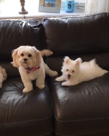 Two small white dogs sitting on the couch
